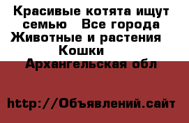 Красивые котята ищут семью - Все города Животные и растения » Кошки   . Архангельская обл.